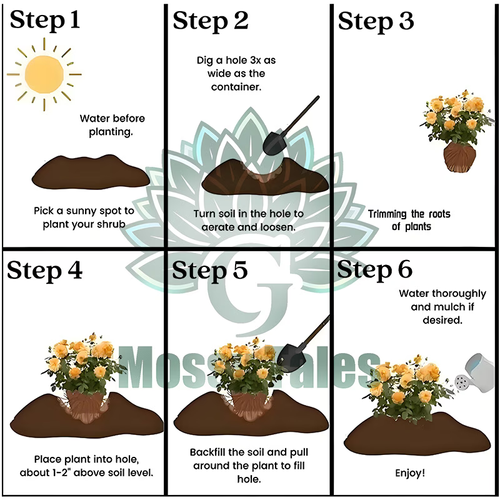 Eden Powder climbing rose living seed, pink multi-color large-flowered rose, shrub rose bare, convenient for planting, easy to maintain as a gardening gift, adding color and fragrance to any garden, richly scented rose flowers