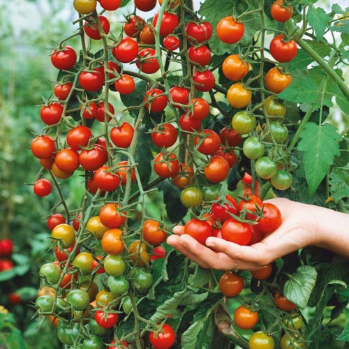 Super sweet tomato seeds - 107 seeds. Traditional heirloom variety. Fast-growing perennial plant seeds. Suitable for indoor and outdoor gardens. Best for spring sowing and home cultivation.