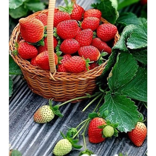 300 packets of Yongchun and Seasonal strawberries and raspberries seeds. On-site clearance sale of vegetable seeds for planting, flower seeds for planting, flower explants for seeds, garden clearance of all plants. All clearance site for planting plants without seeds. Explants for mosquito repellent for perennial plants. Seeds for perennial flowers. Seeds for plants.