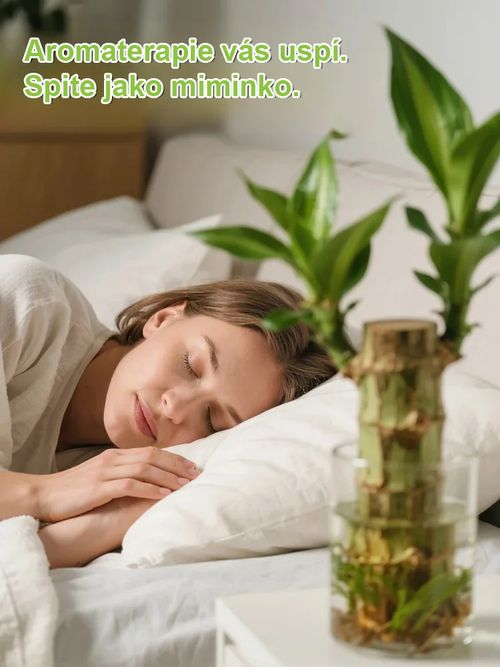 Water is life. Brazilian lucky tree blooms all year round in hydroponics.