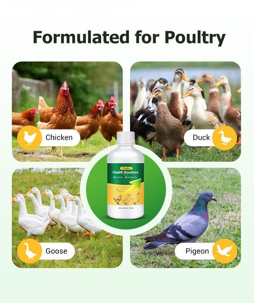🐓Poultry Multi-Symptom Oral Solution – Treats Respiratory, Digestive & Immune Issues in One Dose!🐔💦