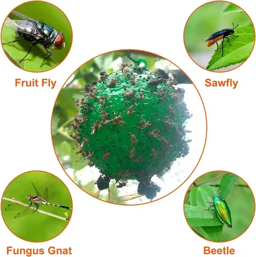 Hanging Environmental Fruit Fly Traps