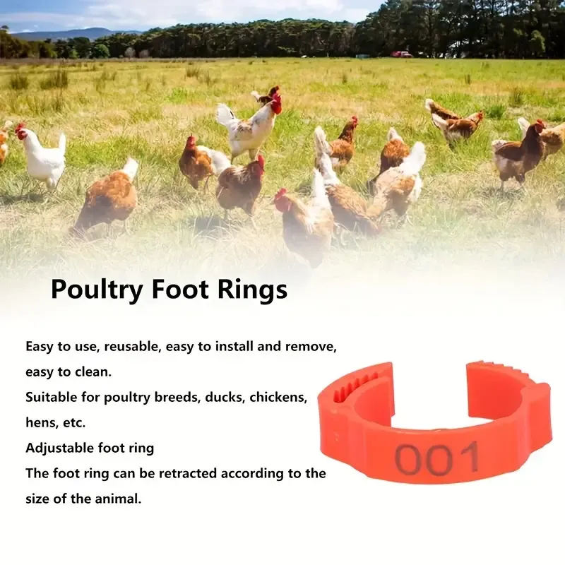 Colorful Chicken Leg Bands