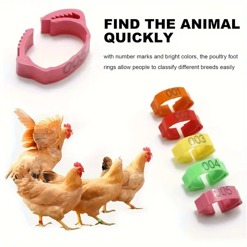 Colorful Chicken Leg Bands