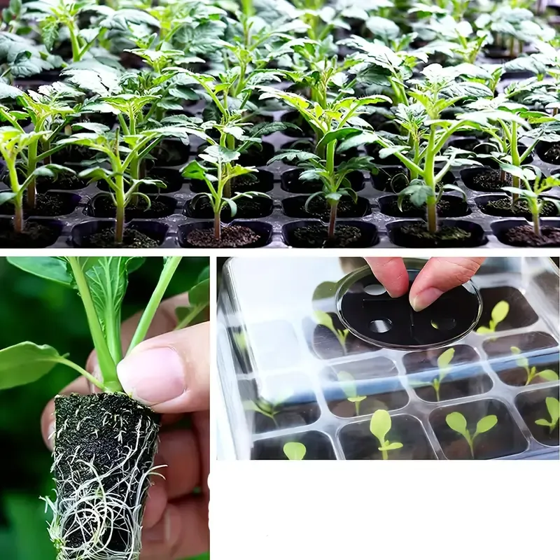Grow Sponges