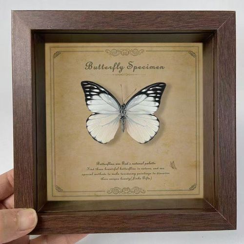 Green Banded Crested Butterfly Real Butterfly Specimen Finished Gift Ornament Decoration