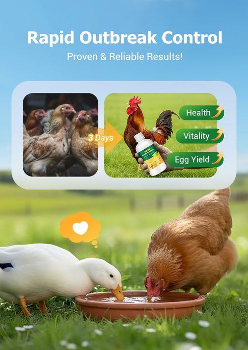 🐓Poultry Multi-Symptom Oral Solution – Treats Respiratory, Digestive & Immune Issues in One Dose!🐔💦