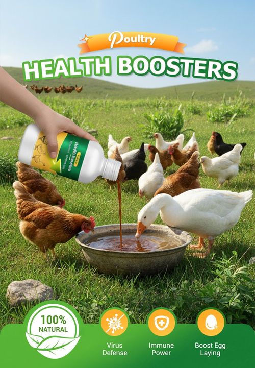 🐓Poultry Multi-Symptom Oral Solution – Treats Respiratory, Digestive & Immune Issues in One Dose!🐔💦