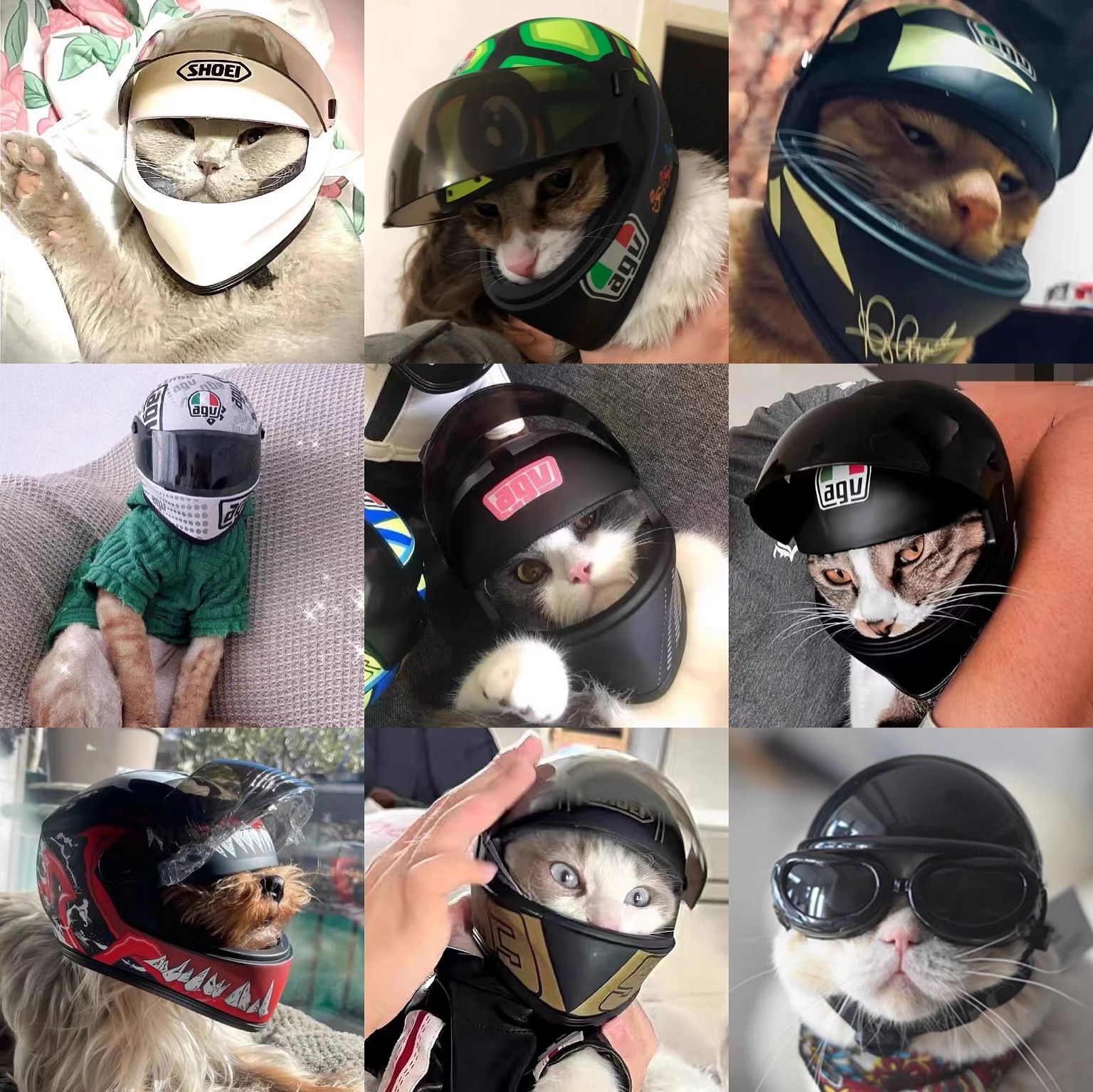 🐶🐱 Pet Motorcycle Helmet | Mini Cool Gear 🏍️✨