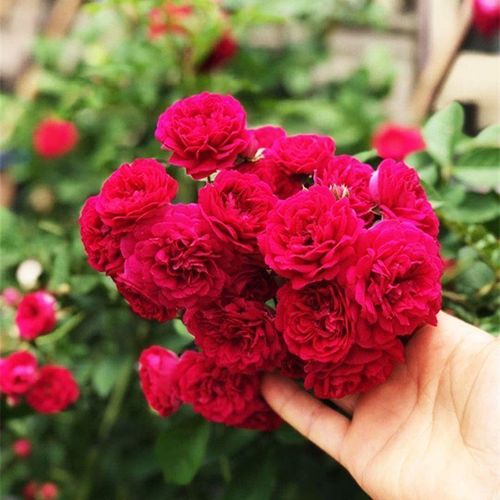 Redwood fragrance blooms all year round, easy to live ornamental flowers, climbing vines, flowers and plants