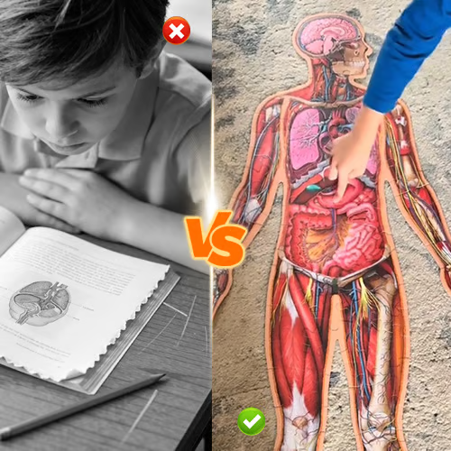 1set Human Anatomy Puzzle for Kids
