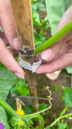 2026 Best-Seller: Pack of 100 Plant Support Clips for Securing Vines and Stems