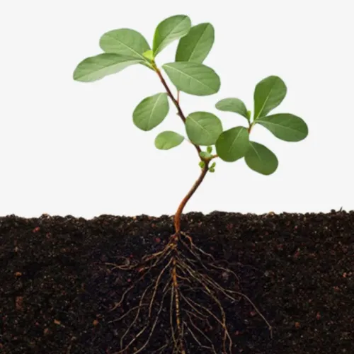 Soil Activator Organic Improvement Thinning Soil Essence Fertilizer Gardening Potted Plants Flowers Growing Nutrient Solution