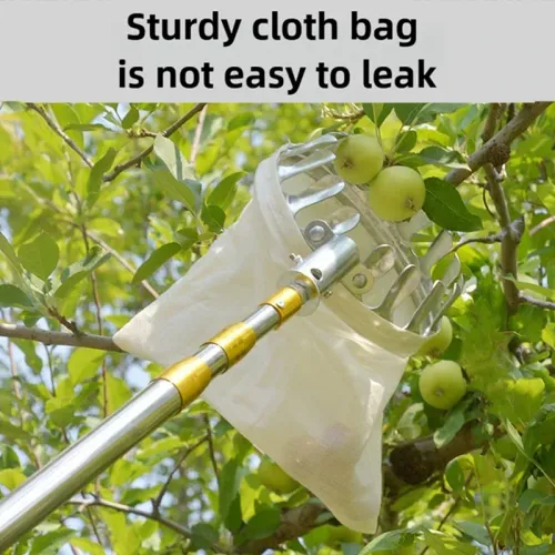 Fruit picker with telescopic pole for reaching high branches.