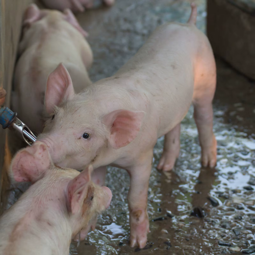 10Pcs Heavy Duty Stainless Steel Automatic Pig Waterer Livestock Drinking Feeder Farm Animal Supplies Poultry Cattle Sheep