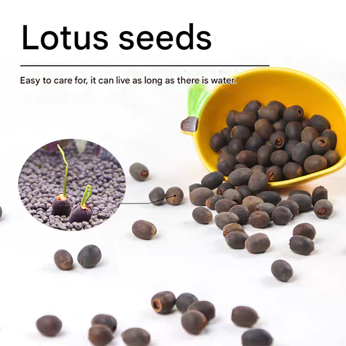 Colorful Bowl Lotus Hydroponic Plant Lotus