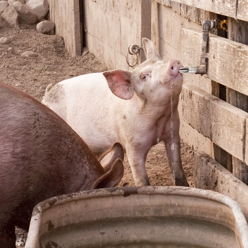 10Pcs Heavy Duty Stainless Steel Automatic Pig Waterer Livestock Drinking Feeder Farm Animal Supplies Poultry Cattle Sheep