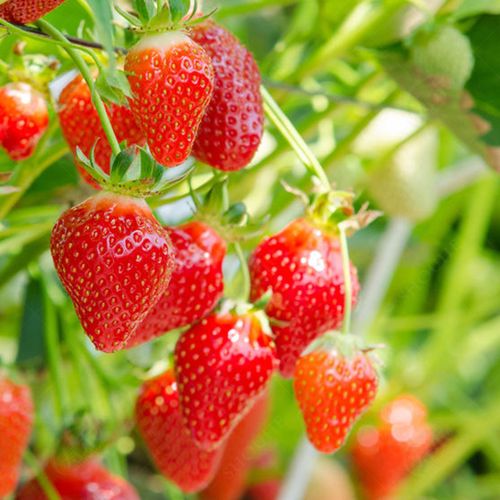 Cream strawberry, 2000 seeds, planting about 2000 plants