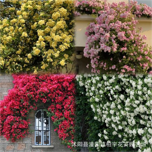 Redwood fragrance blooms all year round, easy to live ornamental flowers, climbing vines, flowers and plants