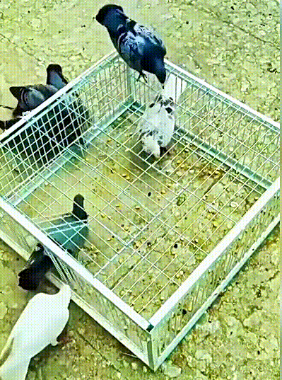 AutoTrap Bird Cage - Entry Only, No Exit, With Base🎄🔥⏰✨