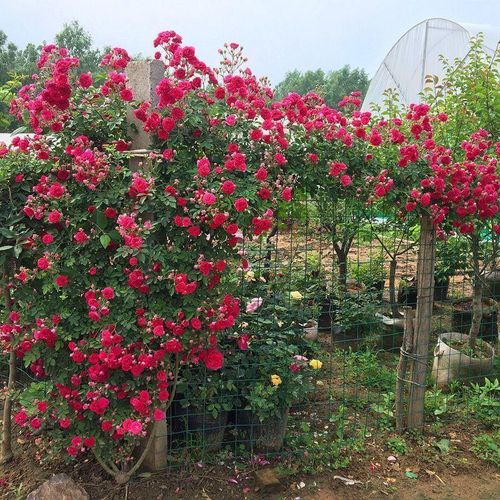 Redwood fragrance blooms all year round, easy to live ornamental flowers, climbing vines, flowers and plants