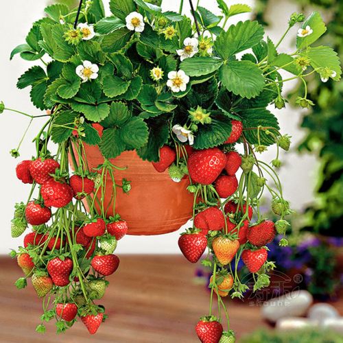 Cream strawberry, 2000 seeds, planting about 2000 plants
