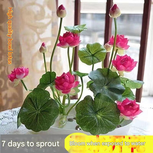 Colorful Bowl Lotus Hydroponic Plant Lotus