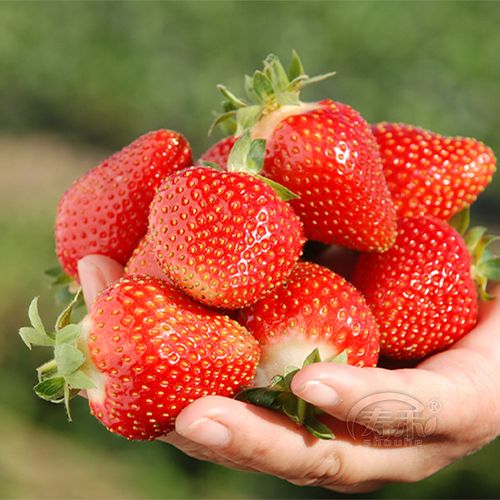 Cream strawberry, 2000 seeds, planting about 2000 plants