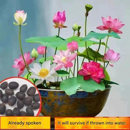 Colorful Bowl Lotus Hydroponic Plant Lotus