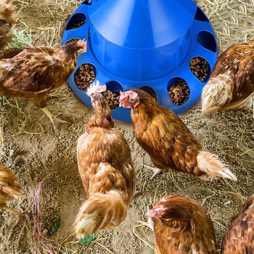 Pigeon Feeder Chicken Automatic Feeder Bird Feeding Bucket Bowl Food Dispenser 11 or 13 Holes for Chicken Pigeon Quail Hen Budgie