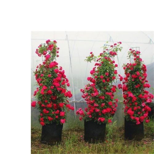 Redwood fragrance blooms all year round, easy to live ornamental flowers, climbing vines, flowers and plants