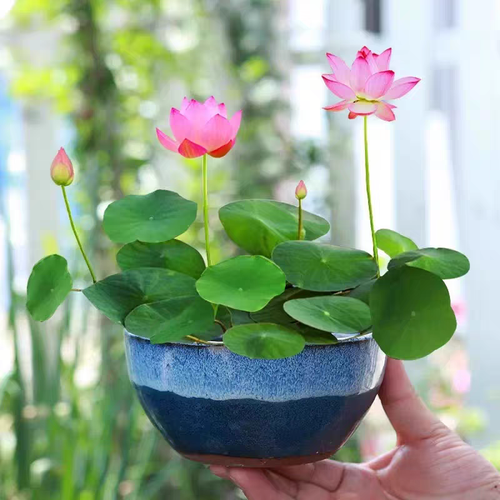 Colorful Bowl Lotus Hydroponic Plant Lotus