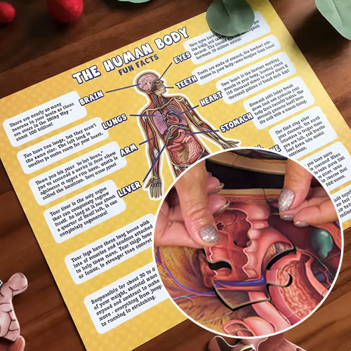 1set Human Anatomy Puzzle for Kids
