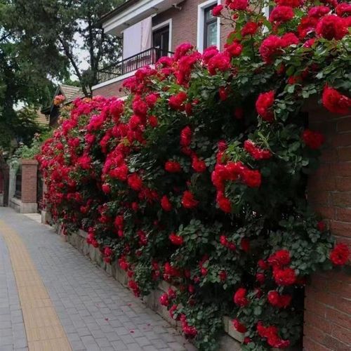 Redwood fragrance blooms all year round, easy to live ornamental flowers, climbing vines, flowers and plants