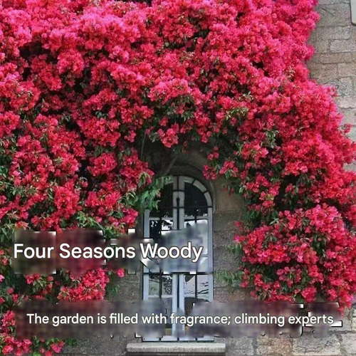 Redwood fragrance blooms all year round, easy to live ornamental flowers, climbing vines, flowers and plants