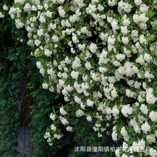 Redwood fragrance blooms all year round, easy to live ornamental flowers, climbing vines, flowers and plants