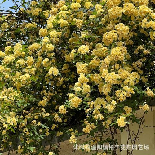 Redwood fragrance blooms all year round, easy to live ornamental flowers, climbing vines, flowers and plants