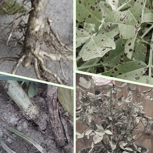 🌱2boxs Long-lasting plant food sticks – balanced NPK for roots, leaves & blooms! (18 sticks per box)