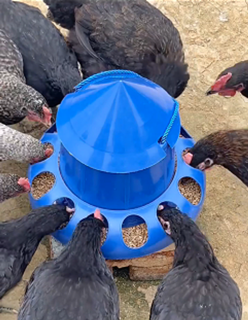 Pigeon Feeder Chicken Automatic Feeder Bird Feeding Bucket Bowl Food Dispenser 11 or 13 Holes for Chicken Pigeon Quail Hen Budgie