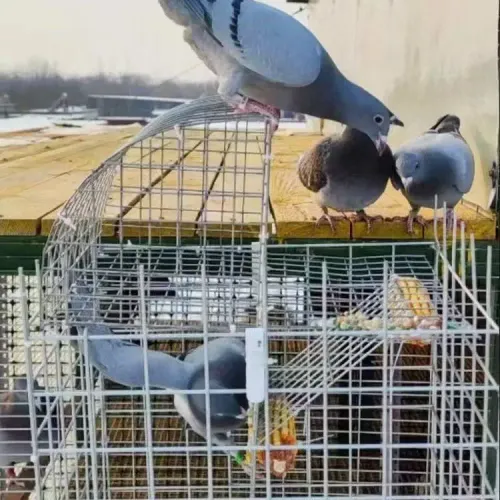 Automatic continuous entry into the birdcage, encrypted with coarse rust prevention, only able to enter and not exit the pigeon cage