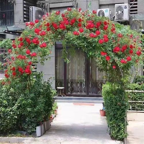 Redwood fragrance blooms all year round, easy to live ornamental flowers, climbing vines, flowers and plants