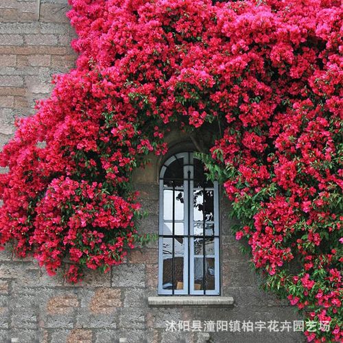 Redwood fragrance blooms all year round, easy to live ornamental flowers, climbing vines, flowers and plants