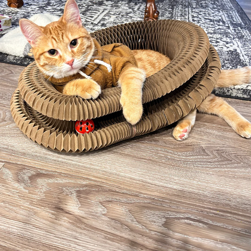 6 reasons why Kitty Kurlz is driving cats absolutely WILD (even the picky ones who ignore everything!)