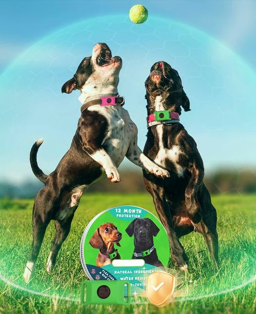 Pet flea and tick rings effectively prevent flea and insect bites.