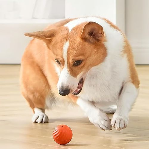 Automatic Teasing Dog Ball That Can't be Bitten