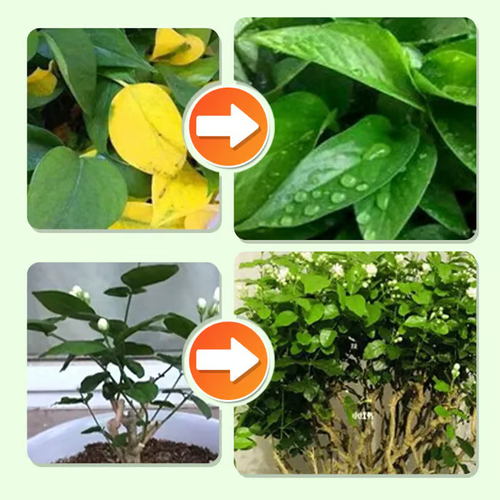 🌱2boxs Long-lasting plant food sticks – balanced NPK for roots, leaves & blooms! (18 sticks per box)