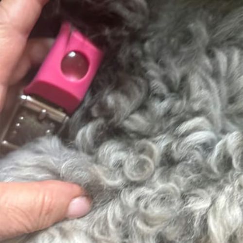 Pet flea and tick rings effectively prevent flea and insect bites.