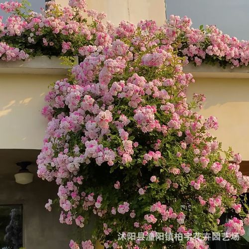 Redwood fragrance blooms all year round, easy to live ornamental flowers, climbing vines, flowers and plants