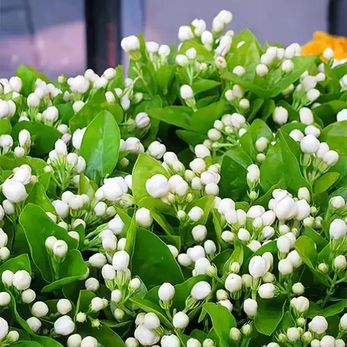 White Jasmine Seeds Delicate, alluring scent  elegant beauty