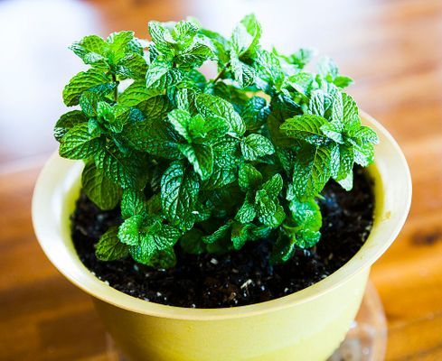 Repellent Peppermint seeds